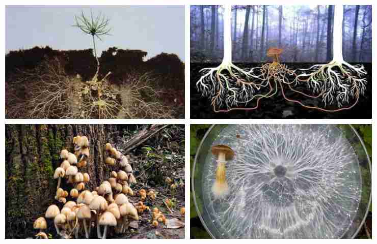 ife e reti fungine